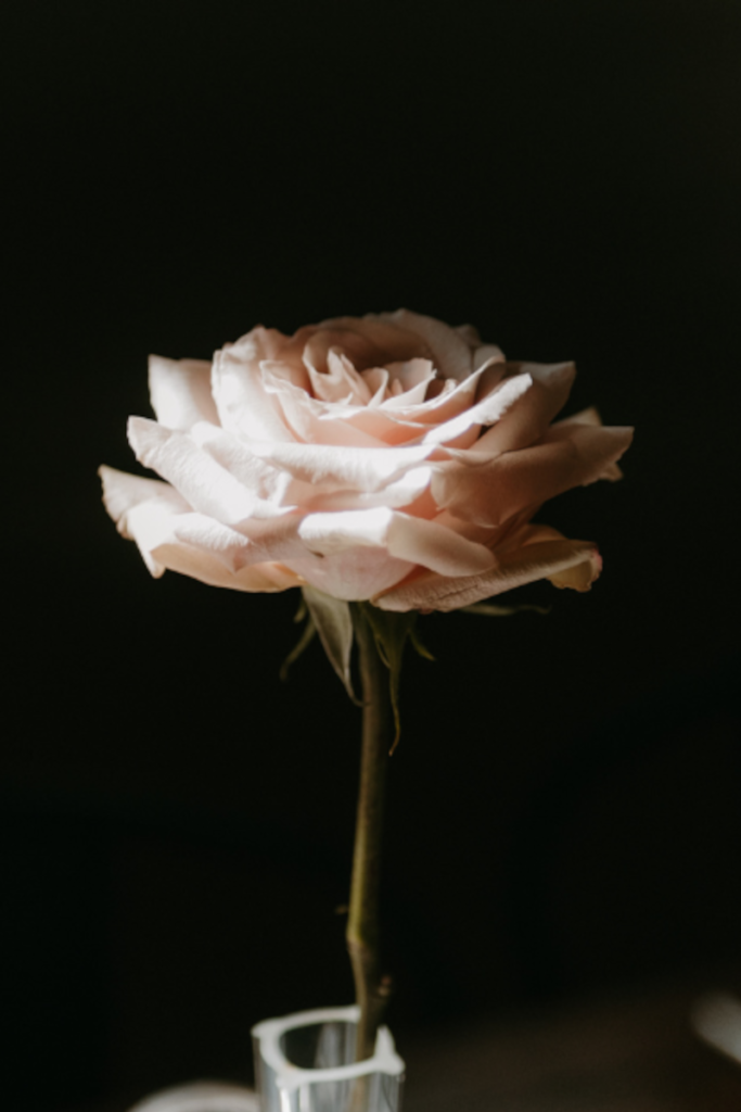 Single Pink Rose 800x1200 Wedding florist